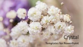  Presentation with breath - PPT theme enhanced with gypsophila baby's-breath flowers background and a mint green colored foreground