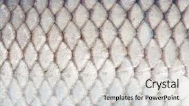  Presentation with fish scales - Slides consisting of texture of fish scales close background and a light gray colored foreground