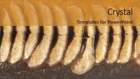  Presentation with fish scales - Slide set having texture of fish scales close background and a gold colored foreground