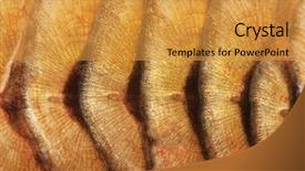  Presentation with fish scales - Cool new slide set with texture of fish scales close backdrop and a gold colored foreground