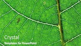  Presentation with green leaf - Slide deck having texture-of-a-green-leaf background and a shamrock green colored foreground