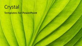  Presentation with simple green - PPT theme having texture of a green leaf background and a gold colored foreground