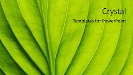  Presentation with green leaf - Theme featuring texture of a green leaf background and a gold colored foreground