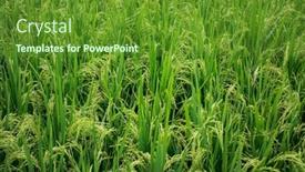  Presentation with rice fields - Slides having texture-of-balinese-green-rice background and a tawny brown colored foreground