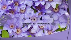  Presentation with clematis - Audience pleasing slides consisting of texture of clematis blue flowers backdrop and a light blue colored foreground