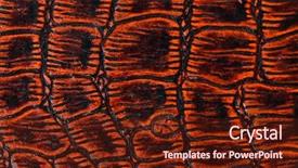  Presentation with crocodile - Amazing presentation theme having texture of crocodile skin backdrop and a tawny brown colored foreground