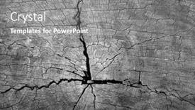  Presentation with black white tree - Presentation theme consisting of texture-of-cross-section background and a gray colored foreground