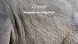  Presentation with skin - Cool new PPT layouts with texture-of-elephant-skin-elephas backdrop and a gray colored foreground