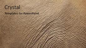  Presentation with skin infections erythroderma - Slides featuring texture of elephant skin background and a  colored foreground