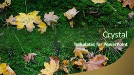  Presentation with autumn leaves - Presentation design consisting of texture-of-fallen-autumn-leaves background and a tawny brown colored foreground