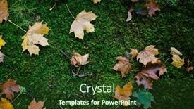  Presentation with green leaves - Presentation theme having texture-of-fallen-leaves-lying background and a tawny brown colored foreground