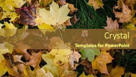  Presentation with yellow green - Slides having texture-of-fallen-yellow-leaves background and a tawny brown colored foreground