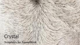  Presentation with asian - Audience pleasing PPT theme consisting of texture of fluffy skin backdrop and a light gray colored foreground