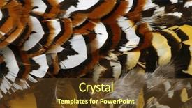  Presentation with golden - Cool new presentation theme with texture of golden pheasant feather backdrop and a tawny brown colored foreground