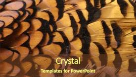  Presentation with luxury golden texture - Theme having texture of golden pheasant feather background and a tawny brown colored foreground