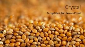  Presentation with millet - Presentation design consisting of texture-of-grain-millet-close background and a  colored foreground