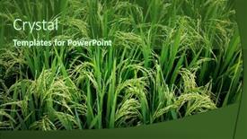  Presentation with rice fields - Presentation with texture-of-green-fields background and a forest green colored foreground