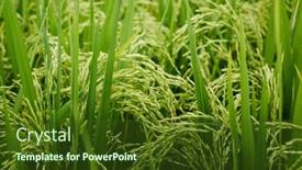  Presentation with rice fields - PPT theme featuring texture-of-green-rice-fields background and a  colored foreground
