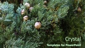  Presentation with italian - Beautiful PPT theme featuring texture-of-italian-cypress-cupressus backdrop and a tawny brown colored foreground