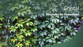  Presentation with ivy - Slides with texture-of-ivy-leaves-closeup background and a ocean colored foreground