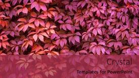  Presentation with color pink - PPT theme with texture-of-ivy-leaves-toned background and a red colored foreground