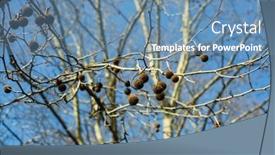  Presentation with london eye fireworks - Colorful slides enhanced with texture-of-london-planetree-platanus backdrop and a teal colored foreground