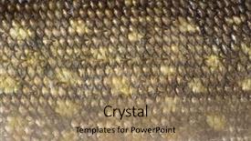  Presentation with fish scales - Beautiful slides featuring texture of pike scales macro backdrop and a coral colored foreground