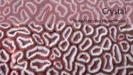  Presentation with animadet in sea - Cool new presentation design with texture of the sea coral backdrop and a coral colored foreground