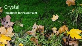  Presentation with green leaves - Presentation design having texture-of-wet-green-moss background and a forest green colored foreground