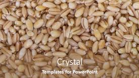  Presentation with pearl - Presentation theme consisting of texture-of-wet-pearl-barley background and a coral colored foreground