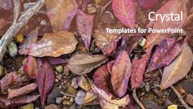  Presentation with multicolored autumn leaves orange yellow red - PPT theme with texture red yellow fallen leaves background and a coral colored foreground