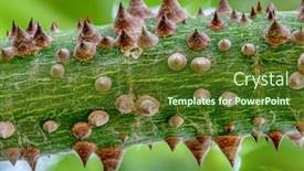  Presentation with green tree - Cool new presentation design with texture-thorns-in-a-green backdrop and a tawny brown colored foreground