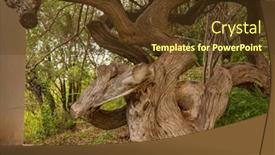  Presentation with pole - PPT theme with textured-curved-tree-pole-outdoor background and a  colored foreground