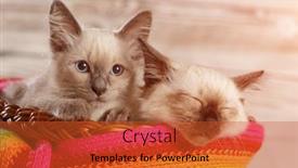  Presentation with yarn - Presentation enhanced with thai-cat-in-yarn background and a red colored foreground