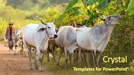  Presentation with cow - Beautiful PPT theme featuring thai farmer is driving his backdrop and a tawny brown colored foreground
