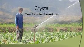  Presentation with tobacco - Colorful PPT theme enhanced with thai farmer watering tobacco field backdrop and a  colored foreground