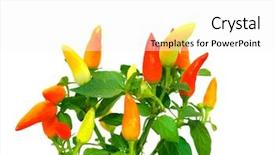  Presentation with thai food kitchen - Slides enhanced with thai food kitchen - pepper isolation on white background and a white colored foreground