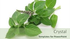  Presentation with holy - Slide deck having thai-holy-basil-krapow background and a seafoam green colored foreground