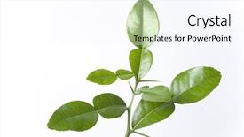  Presentation with thai - Colorful PPT layouts enhanced with citrus hystrix leaf - fresh raw green thai lime backdrop and a cool aqua colored foreground