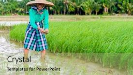  Presentation with rice field - Slide deck with thailand economy - farmer on rice field background and a mint green colored foreground