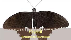  Presentation with mormon - Slide deck consisting of thailand southern and western china background and a  colored foreground