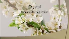  Presentation with breath - Beautiful slide deck featuring thalamus - balmy breath of spring backdrop and a soft green colored foreground