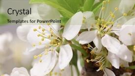  Presentation with mayflower - PPT theme featuring thalamus - mayflower flower a branch background and a yellow colored foreground