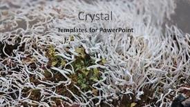  Presentation with fungi - Beautiful presentation design featuring thamnolia-vermicularis-is-a-genus backdrop and a light gray colored foreground