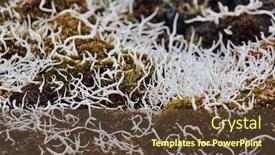  Presentation with fungi - Slides having thamnolia-vermicularis-is-a-genus background and a tawny brown colored foreground