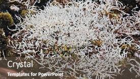  Presentation with fungi - Beautiful PPT layouts featuring thamnolia-vermicularis-is-a-genus backdrop and a tawny brown colored foreground