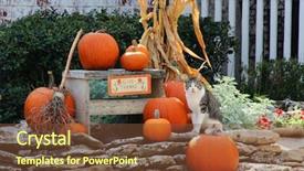  Presentation with stone - Beautiful PPT theme featuring thank giving - pumpkins and corn on stones backdrop and a tawny brown colored foreground