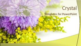  Presentation with chrysanthemum - Slides with thank you card - beautiful bouquet of purple background and a soft green colored foreground