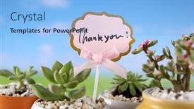  Presentation with succulents - Slide set with thank-you-for-the-tag background and a light blue colored foreground