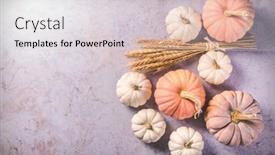  Presentation with pastel - Presentation design featuring thanksgiving-and-halloween-pumpkins background and a light gray colored foreground